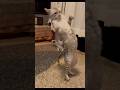 Model vs. Meme! 😂🐈 Funny Photo Album #funny #egyptianmau #kitten #funnycat #kitty