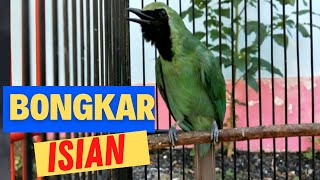 PANCINGAN cucak ijo EMOSI dan BONGKAR ISIAN 100% cucak ijo anda PASTI NYAUT