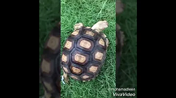 مراحل نمو سلحفاة السلكاتا 