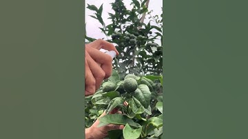 RT  mini rotary tillage and ridging all-in one tree  short view rogator rotarymower