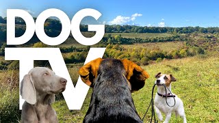 GoPro DogTV | 10hrs of Tranquil Virtual Dog Walks Through Serene Countryside 🐾☀️ Dog POV