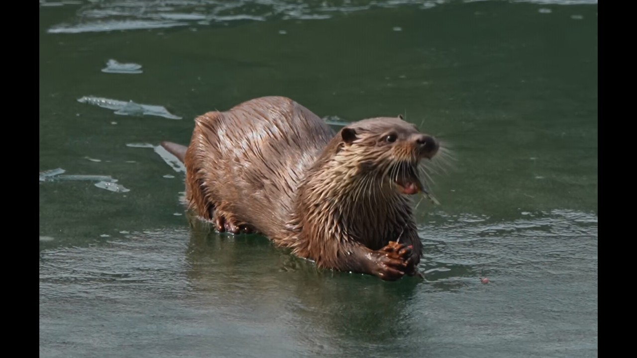 봄이 오는 길목에서 수달들의 즐거운 행진