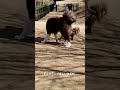 ドッグランで危機一髪!! 自分の犬から目を離すな!最後人も危機一髪