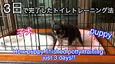 犬 しつけ お留守番が長い子犬のトイレトレーニング Youtube 犬 しつけ お留守番が長い子犬のトイレトレーニング Youtube