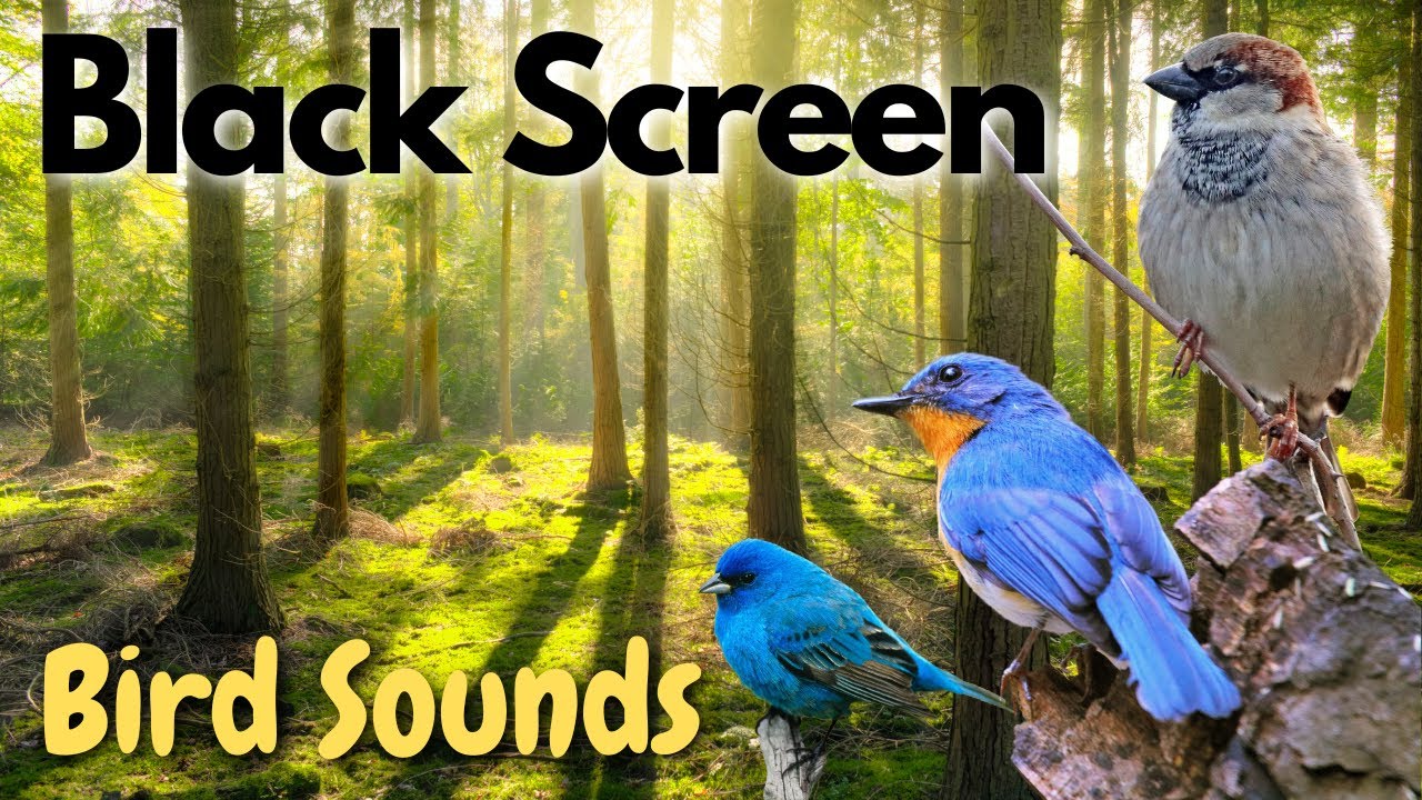 Birds in The Forest Sounds | Black Screen | 10 Hours - YouTube