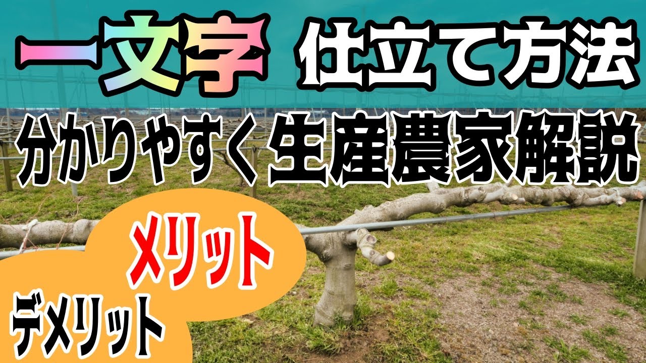 【保存版】仕立て方法を生産農家が詳しくが解説します　いちじくVlog　#15　2021