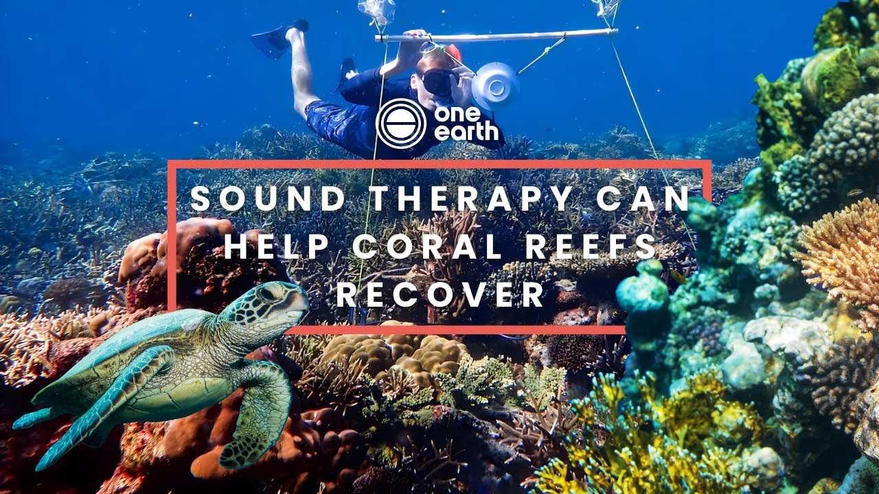 Sound Therapy Can Help Coral Reefs Recover | One Earth