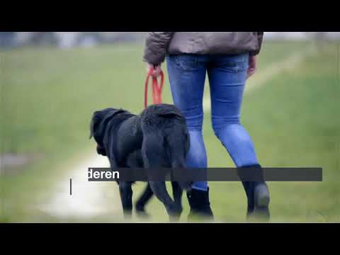 Video: 15 Hunderassen, die Menschen anderen Hunden vorziehen