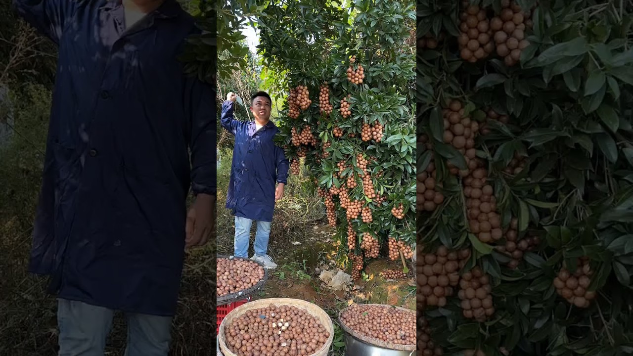 Macadamia nuts harvesting from farmers and rural farming life 