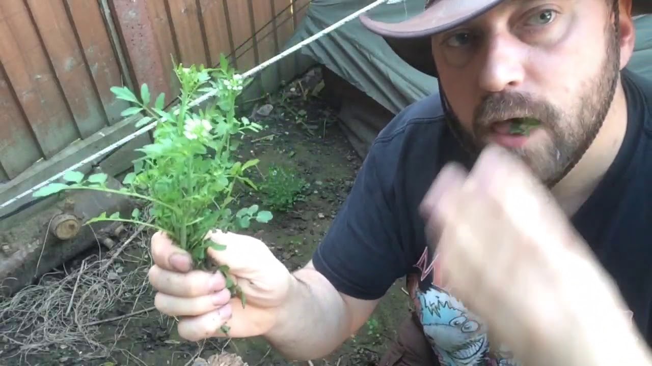 Hairy Bittercress and surprise wild edible