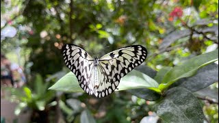 Butterfly Pavilion Zoo |Wings of the Tropics Westminster ,CO|First standalone nonprofit insect zoo