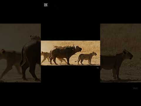 غضب الطبيعة جاموس واحد في مواجهة زمرة أسود لإنقاذ شبله معركة ت كتبت بالدم والشجاعة  