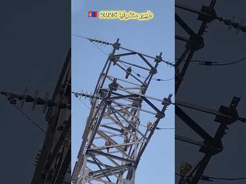طيور منغوليا 2025 كم العدد التغطيه  