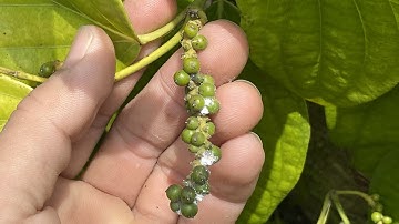 Tình trạng cây hồ tiêu bị rệp sáp tấn công trên chuỗi quả.