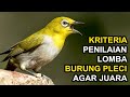 Kriteria Penilaian Lomba Burung Pleci Agar Bisa Jadi Juara