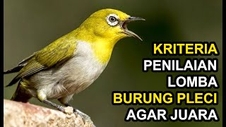 Kriteria Penilaian Lomba Burung Pleci Agar Bisa Jadi Juara