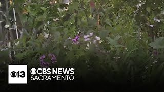 Tahoe Park garden tour set for this weekend