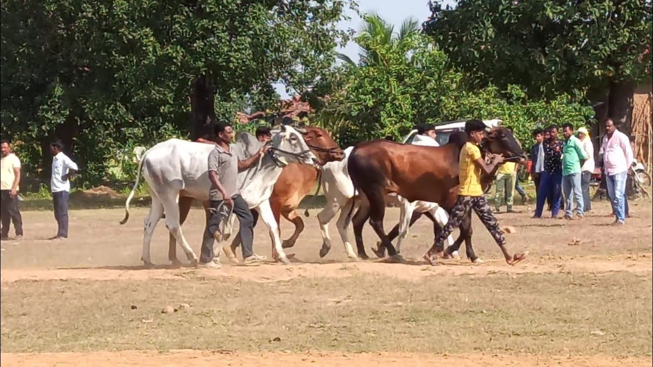 soheb patel nandi wale bail racing bulls ox race in india - YouTube