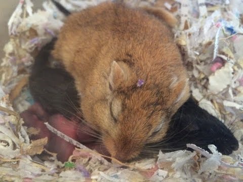 Video: Pinworms In Gerbils