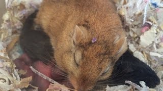 Gerbil Babies From Birth to Adulthood