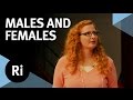 The Evolution of Males and Females - with Judith Mank