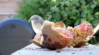 Sneezing bird