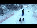 Sled Dog Race | Eagle River Classic