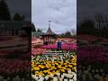 Vancouver tulip festival guide 1 taves Family farm abbotsford apple cider family friendly