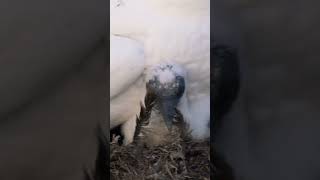 Northern Gannet Chick with Feathers in the Nest - Minute of Wildlife #birds #wildlife