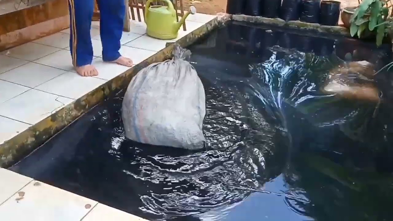 cara mengolah biji lada putih