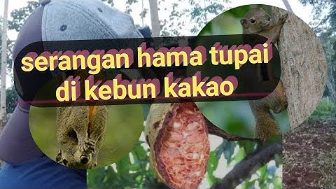 serangan hama tupai di kebun kakao