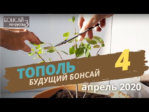 Video: Kuidas Kasvatada Bonsai