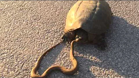 Snapping turtle eat water snake