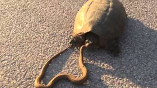 Snapping Turtle Eat Water Snake