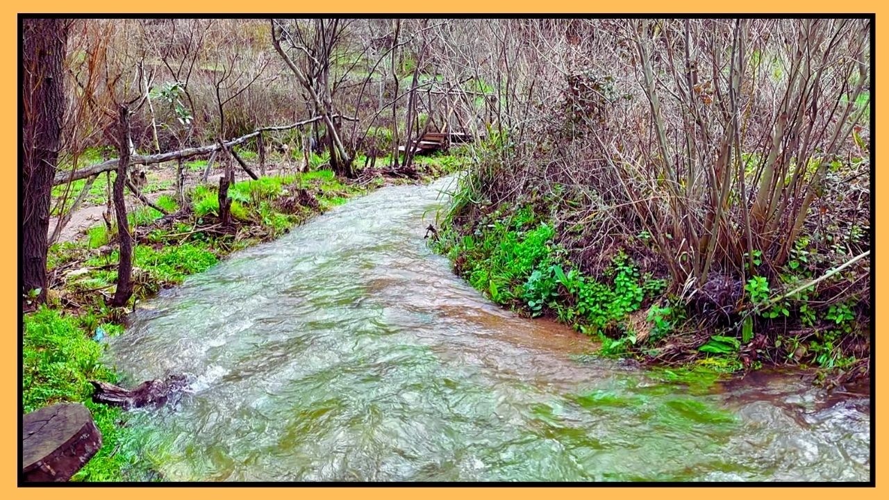 BAHÇEDE BUGÜNLERDE KUŞ VE SU SESİ...