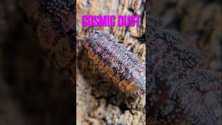 Cosmic Dust Isopod - only available @ Isopodkeepers.com
