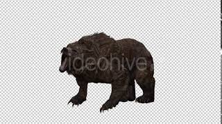 Bear 8 | Motion Graphics - Envato elements