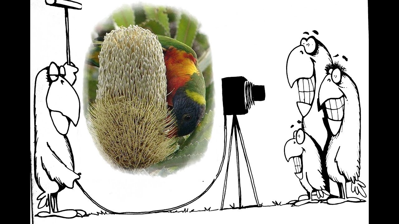 camera iphone 8 plus apk The very successful Rainbow Lorikeet