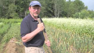 Harvesting and Drying Hardneck Garlic