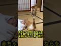 赤ちゃんの横でおならをした猫、柴犬に首根っこを掴まれてゴミ箱へ直行ww
