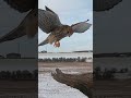 Sheer beauty of a kestrel coming in to land 🦅