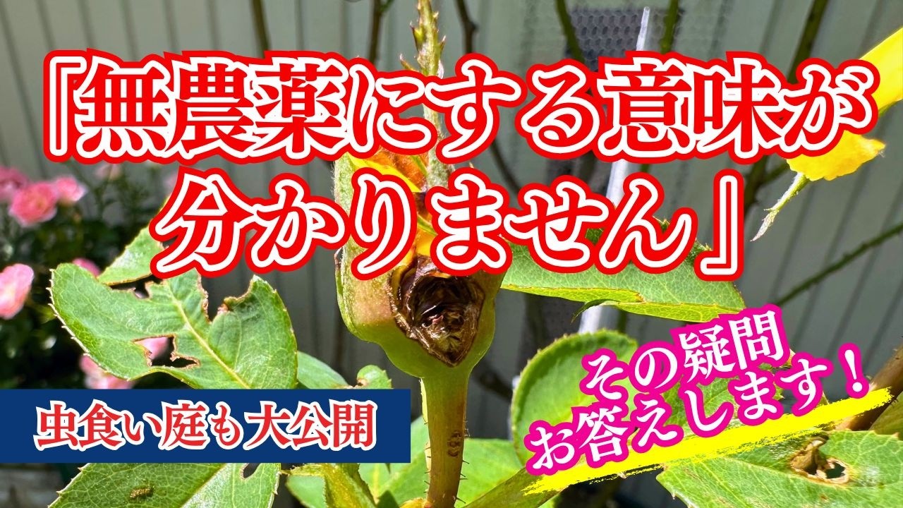 【バラ育ての正解って?】「無農薬にする意味がわかりません」への答え。私が化学農薬をやめた4つの理由とバラ育てのリアル。