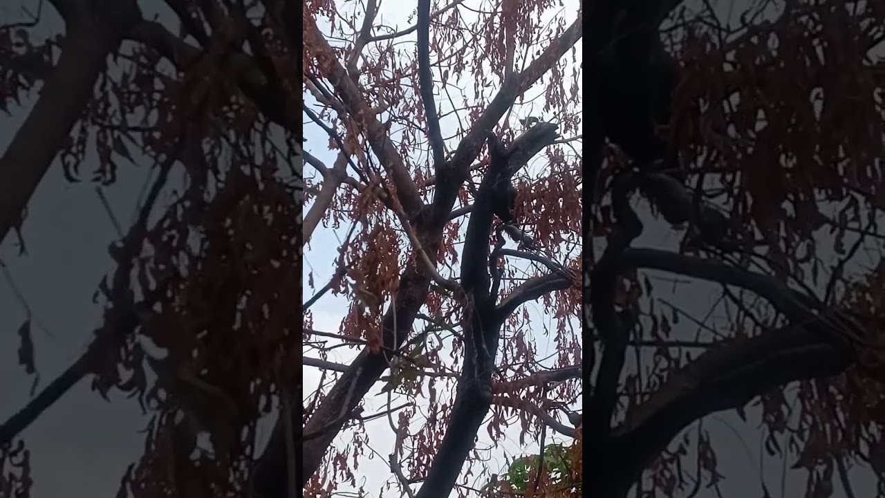 விழியில் என் விழியில் | இளையராஜா