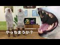 ペット用品簡単解説 vol.7【指サック de 歯みがき】｜あーす・ぺっとはうす