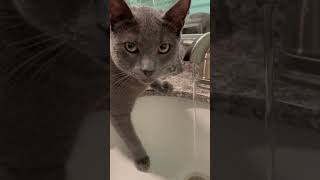 Ruben tries to drink from the bathroom sink