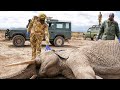 How We Rescued a Young Elephant by Removing a Spear from Its Ear.