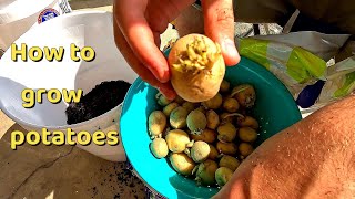 How to grow potatoes in buckets