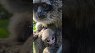 Adorable Baby Javan Gibbon Born At UK Reserve