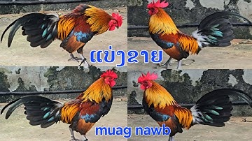 noob qaib dib tuaj zoo heev f3 nyiam noog tau 2025
