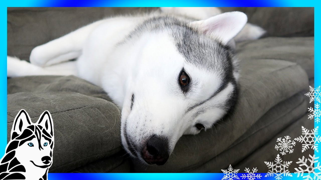 Should Dogs Wear Collars